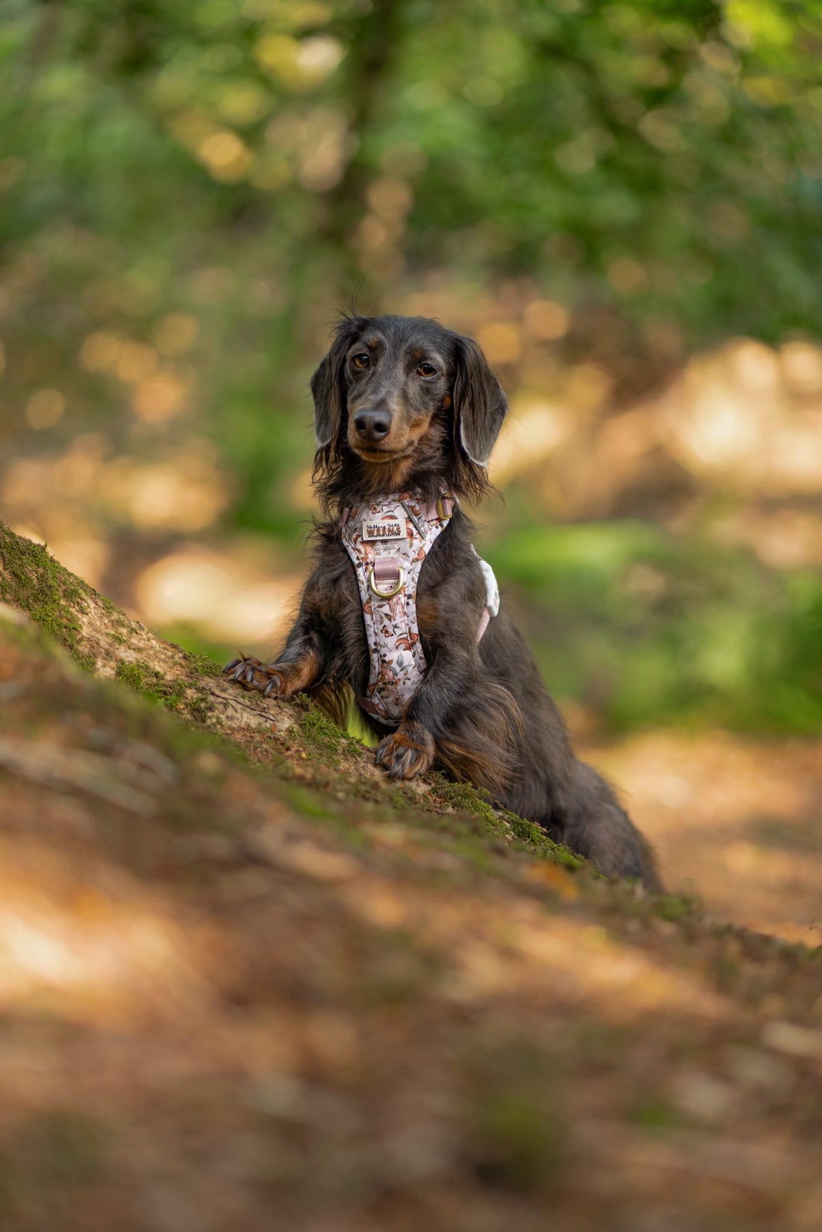 Bramble Burrows - Adventure Addition