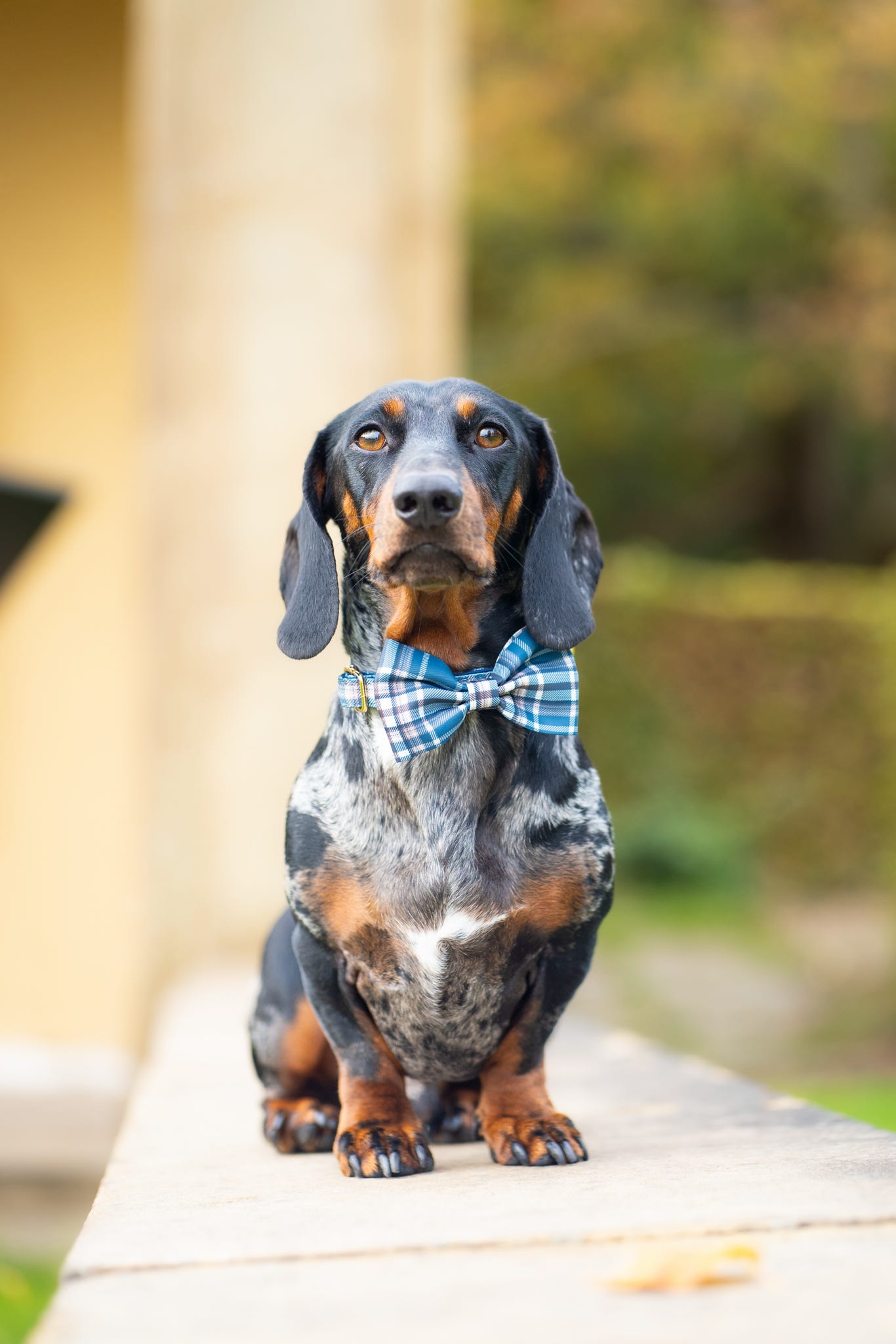 Frosted Flannel - Bow Tie