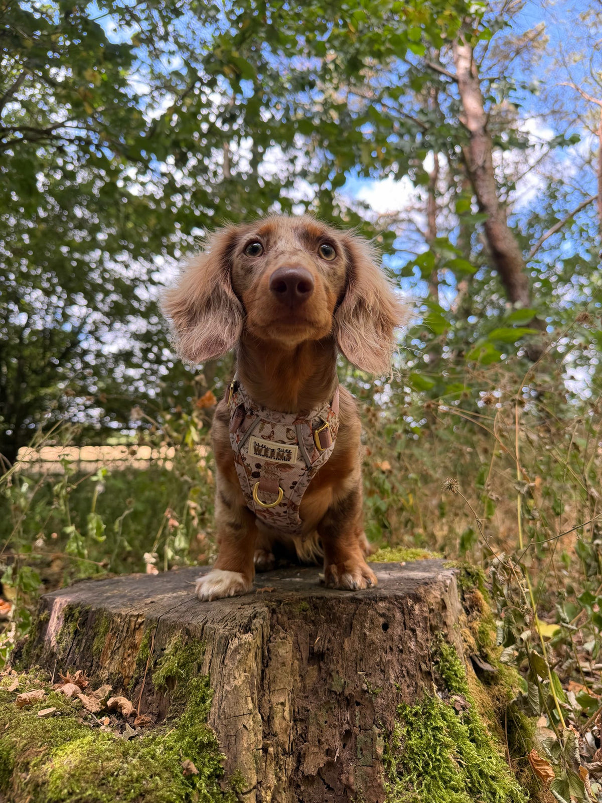 Bramble Burrows - Adventure Addition