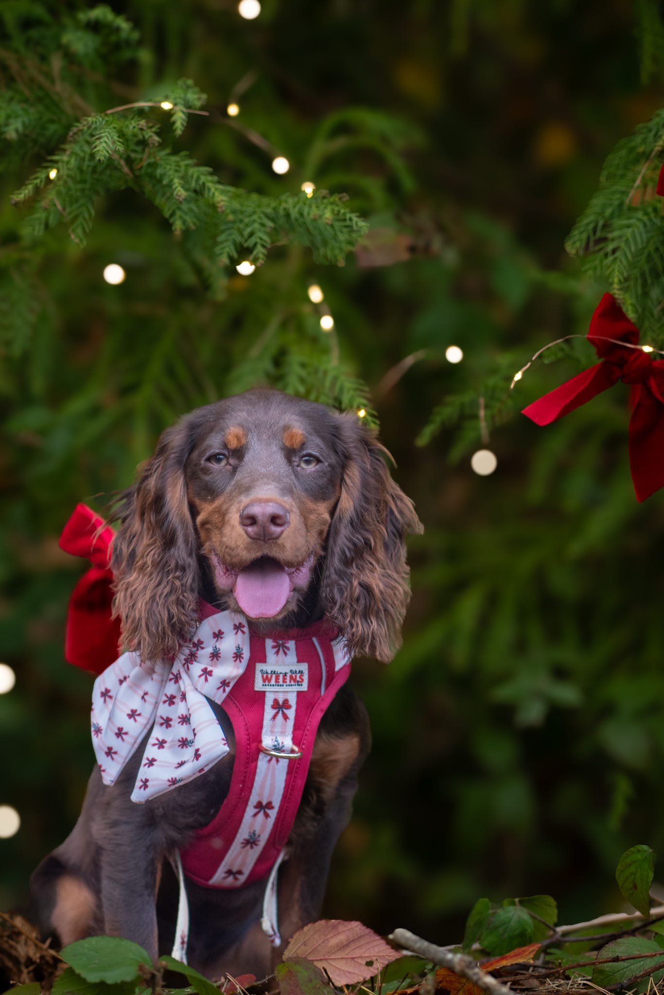 Classic Crimson - Adventure Addition