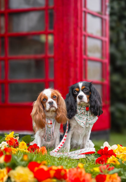 Berries and Bloom - Adventure Addition (See description)