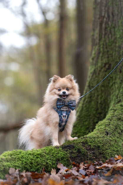 Frosted Flannel - Adventure Addition