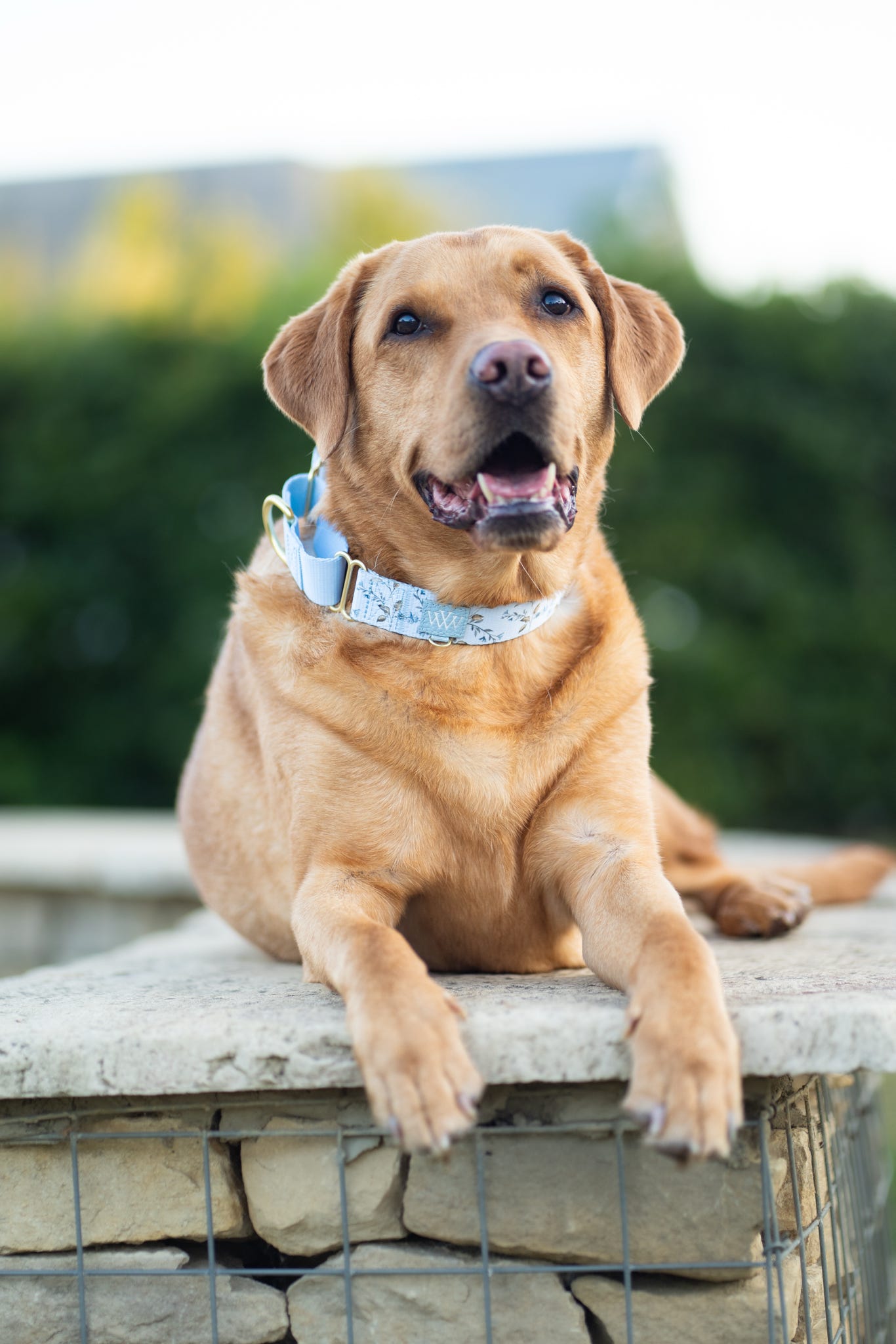 Cornflower Cottage - Martingale Collar