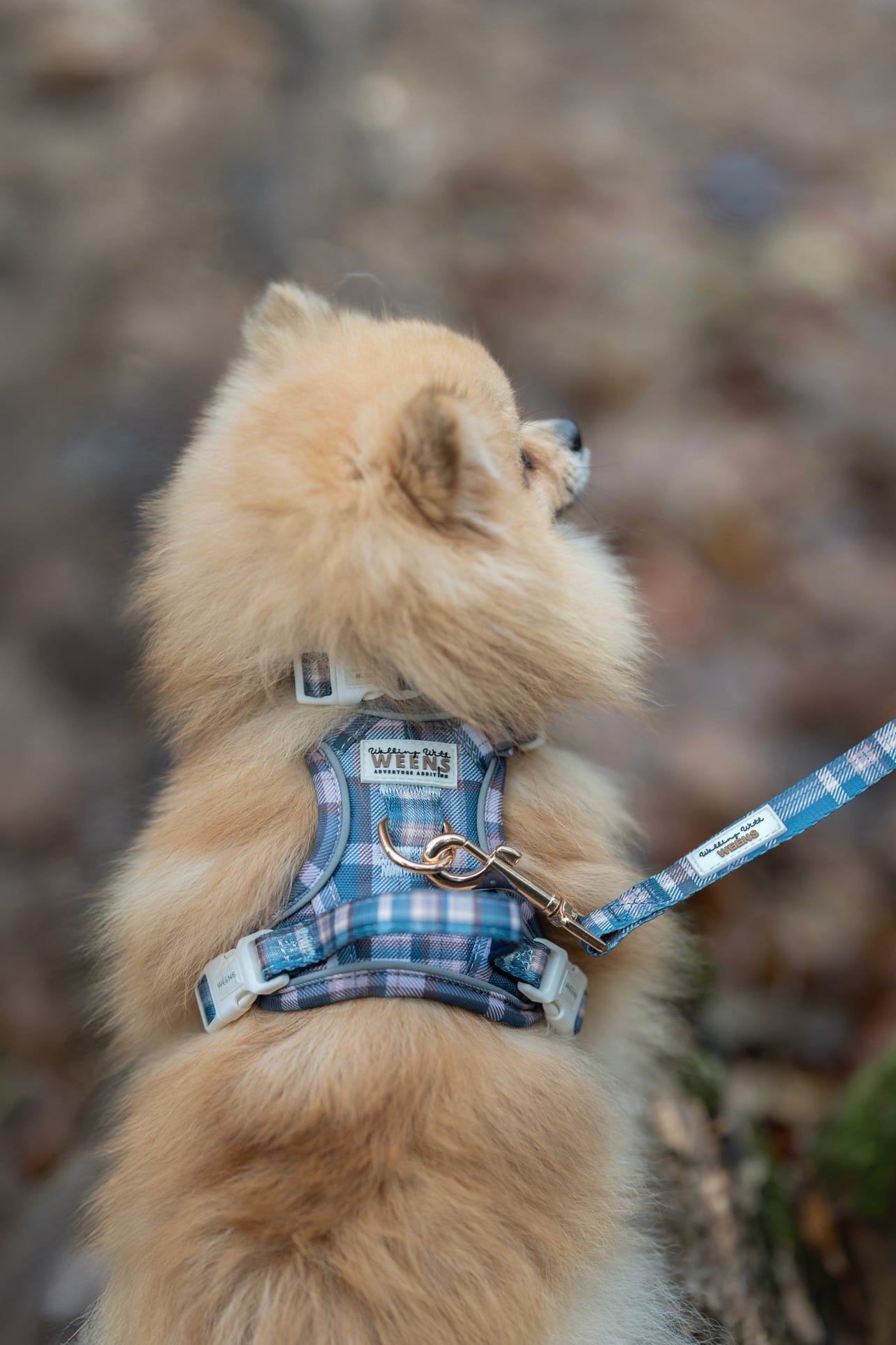 Frosted Flannel - Adventure Addition