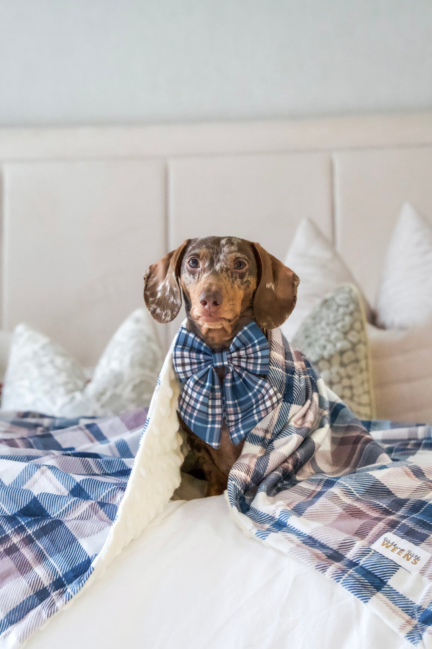 Frosted Flannel - Snuggle Sized Blanket