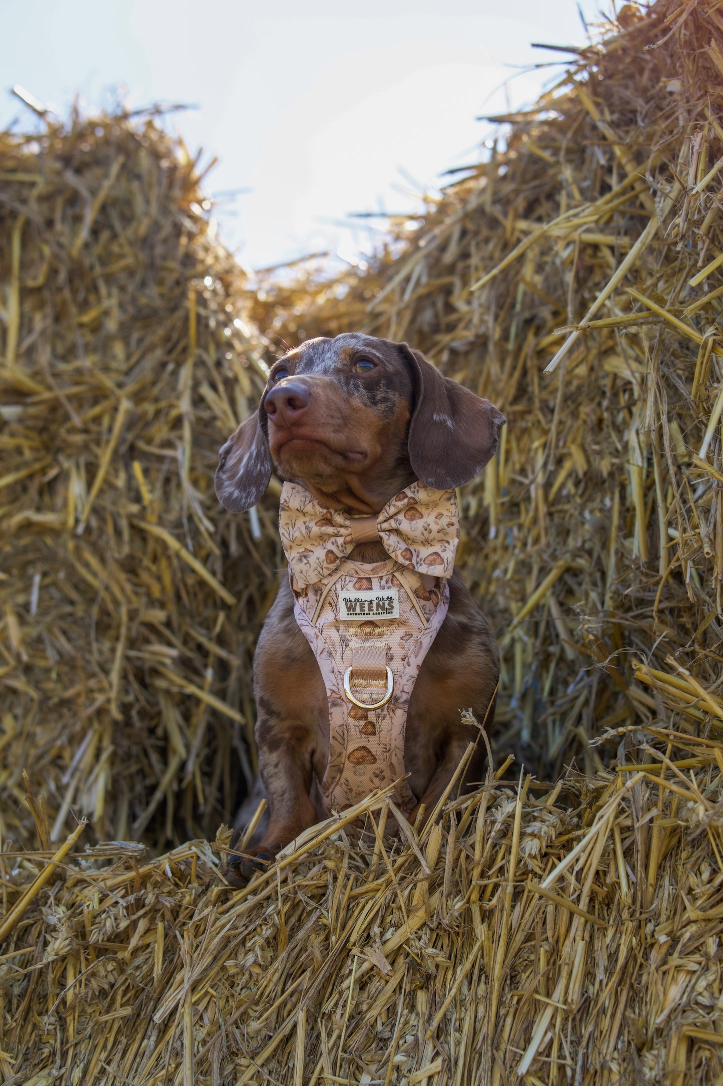 Sepia Shrooms - Bow Tie