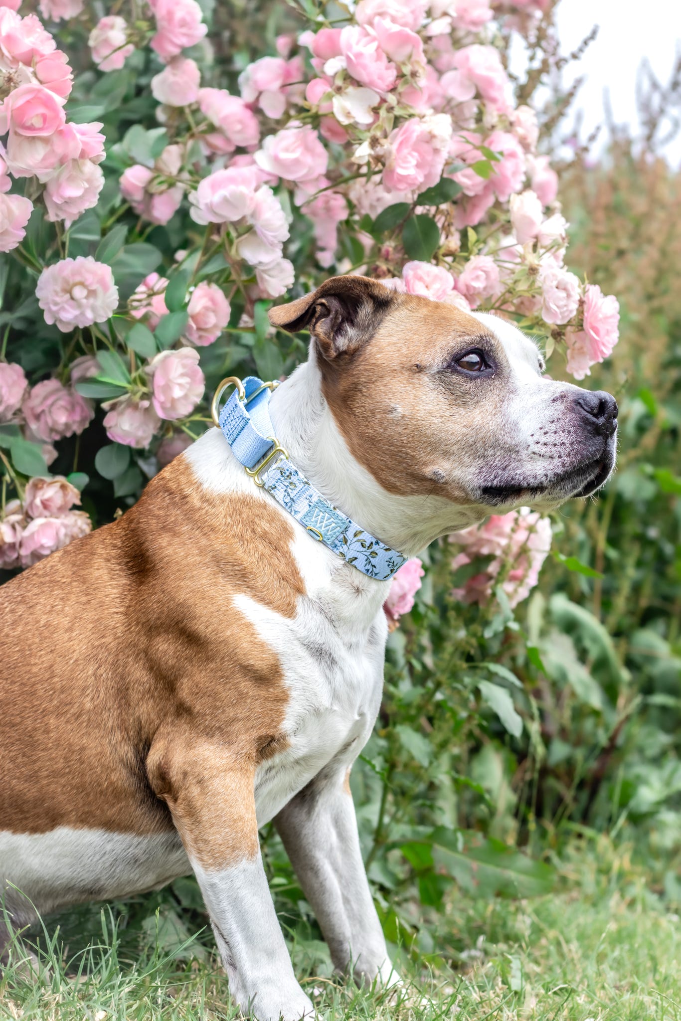 Cornflower Cottage - Martingale Collar
