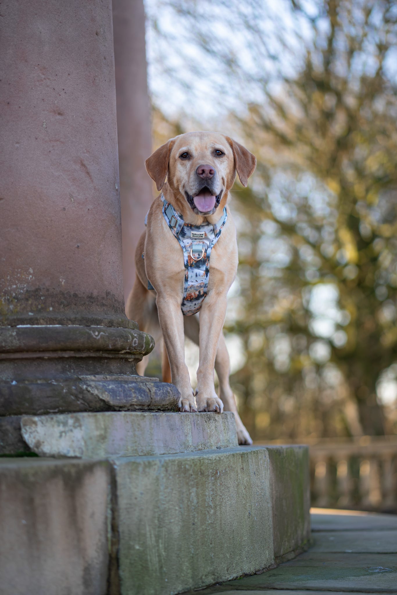 Pinewood Peaks - Adventure Addition