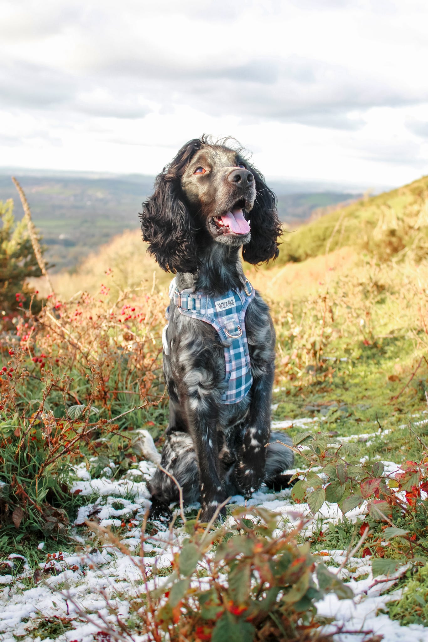 Frosted Flannel - Adventure Addition