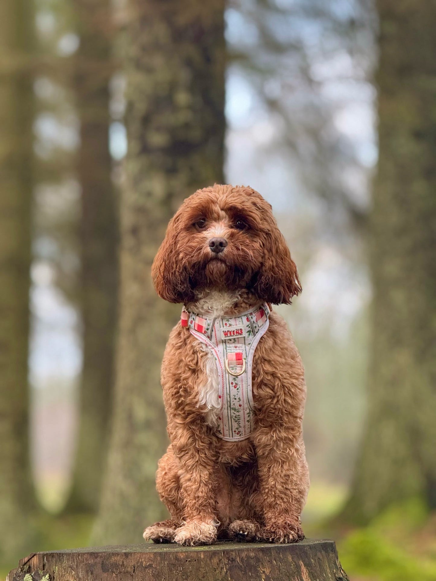 Berries and Bloom - Adventure Addition (See description)