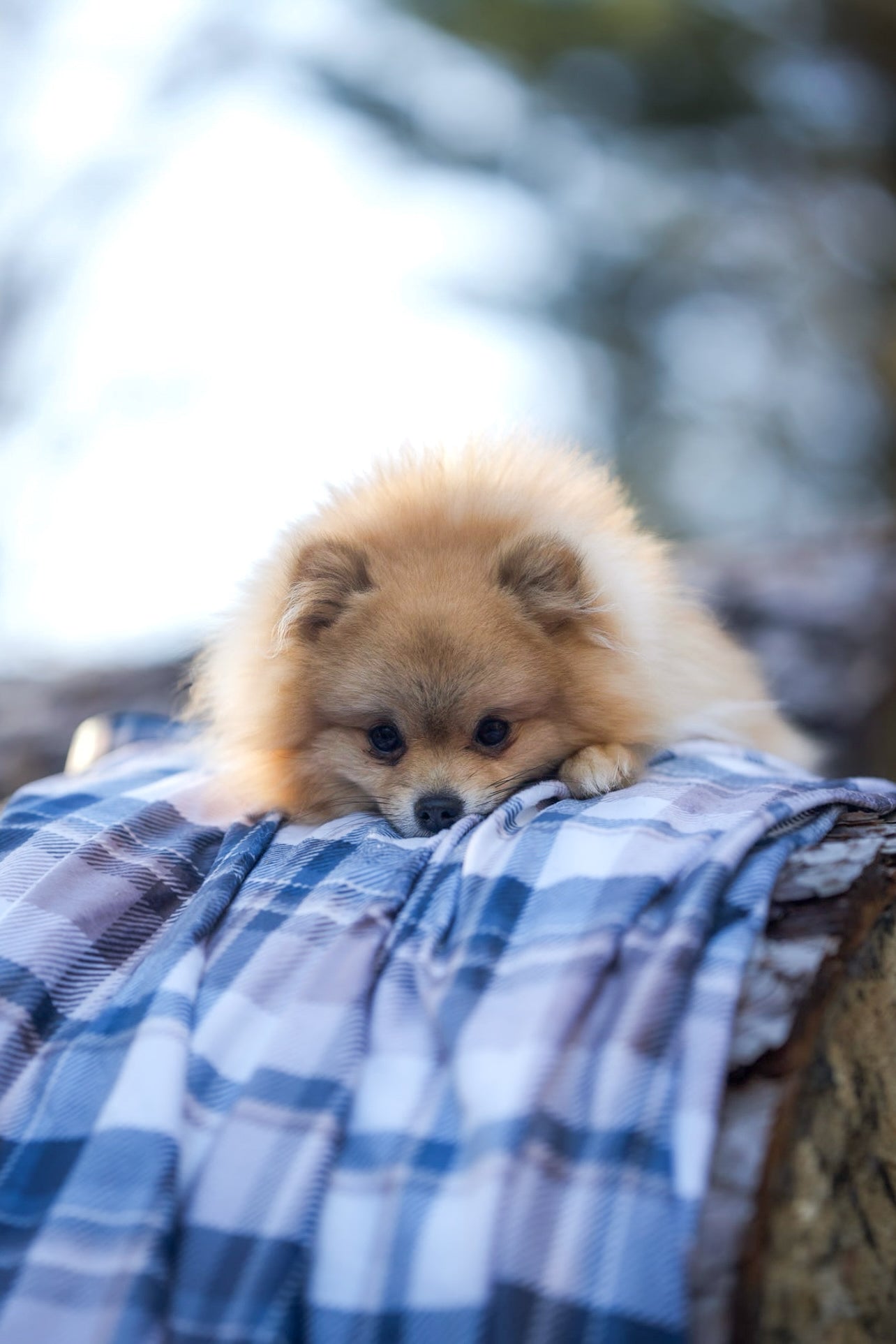 Frosted Flannel - Snuggle Sized Blanket