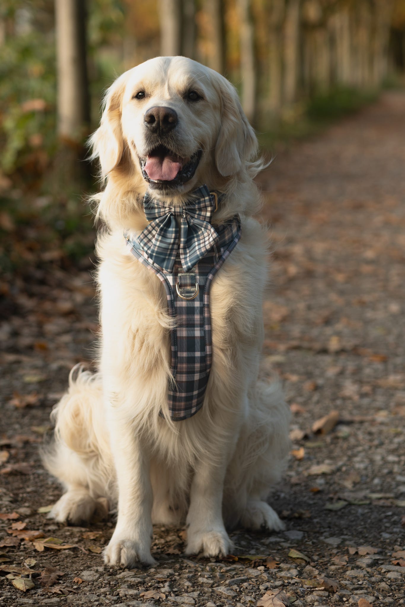 Frosted Flannel - Adventure Addition