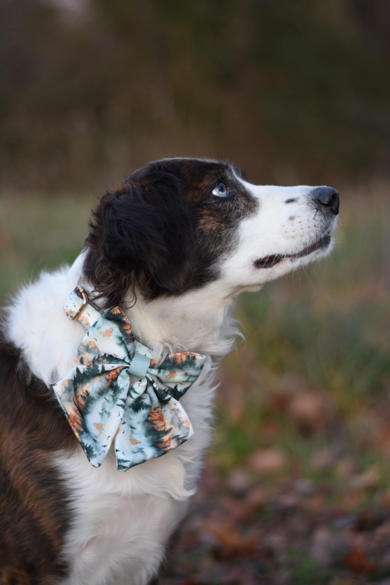 Pinewood Peaks - Sailor Bow