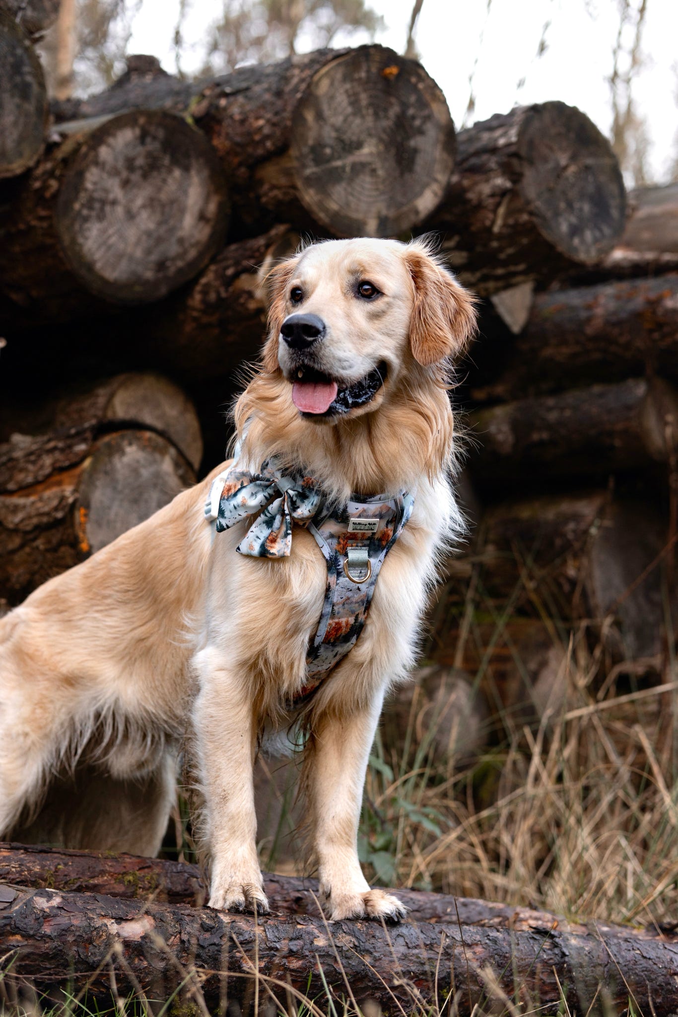 Pinewood Peaks - Adventure Addition