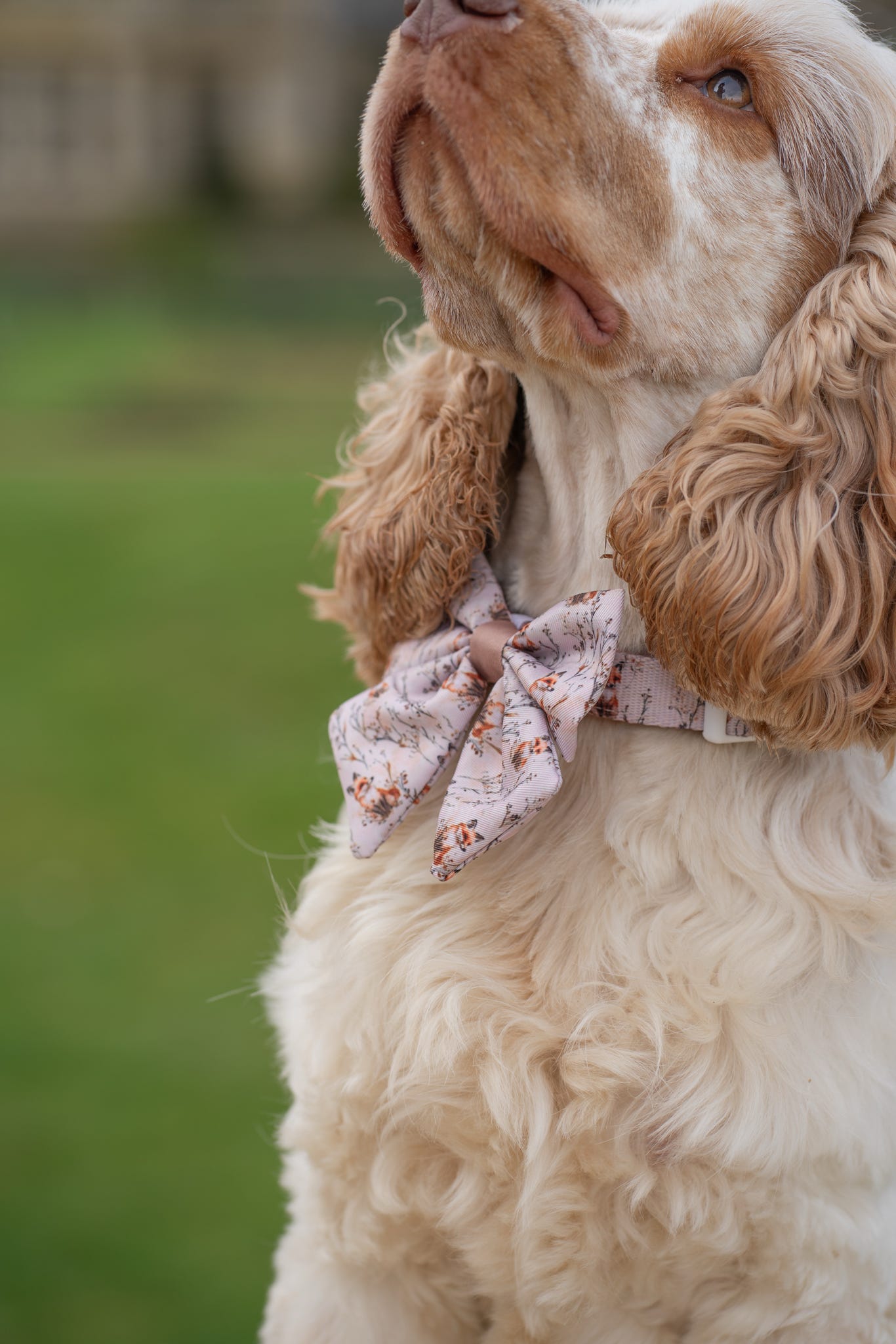 Fable Foxes - Sailor Bow