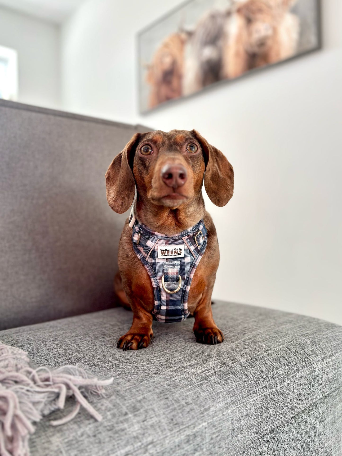 Frosted Flannel - Adventure Addition