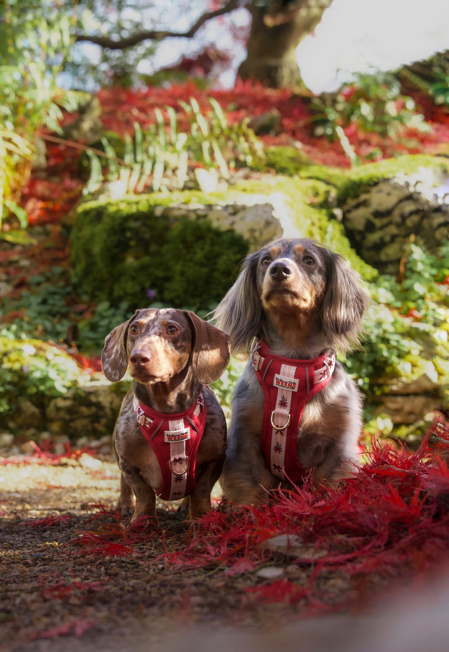 Classic Crimson - Adventure Addition