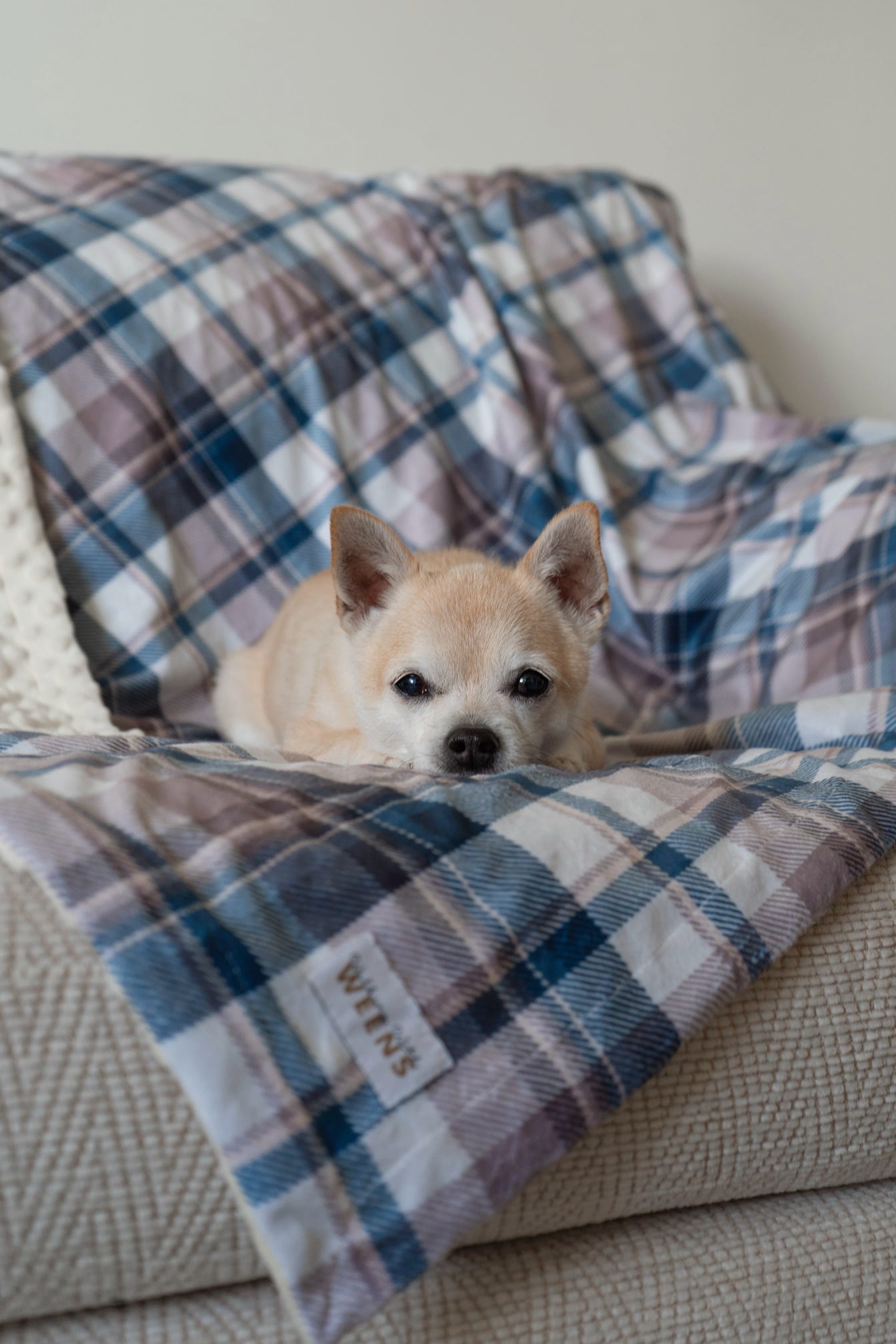 Frosted Flannel - Snuggle Sized Blanket
