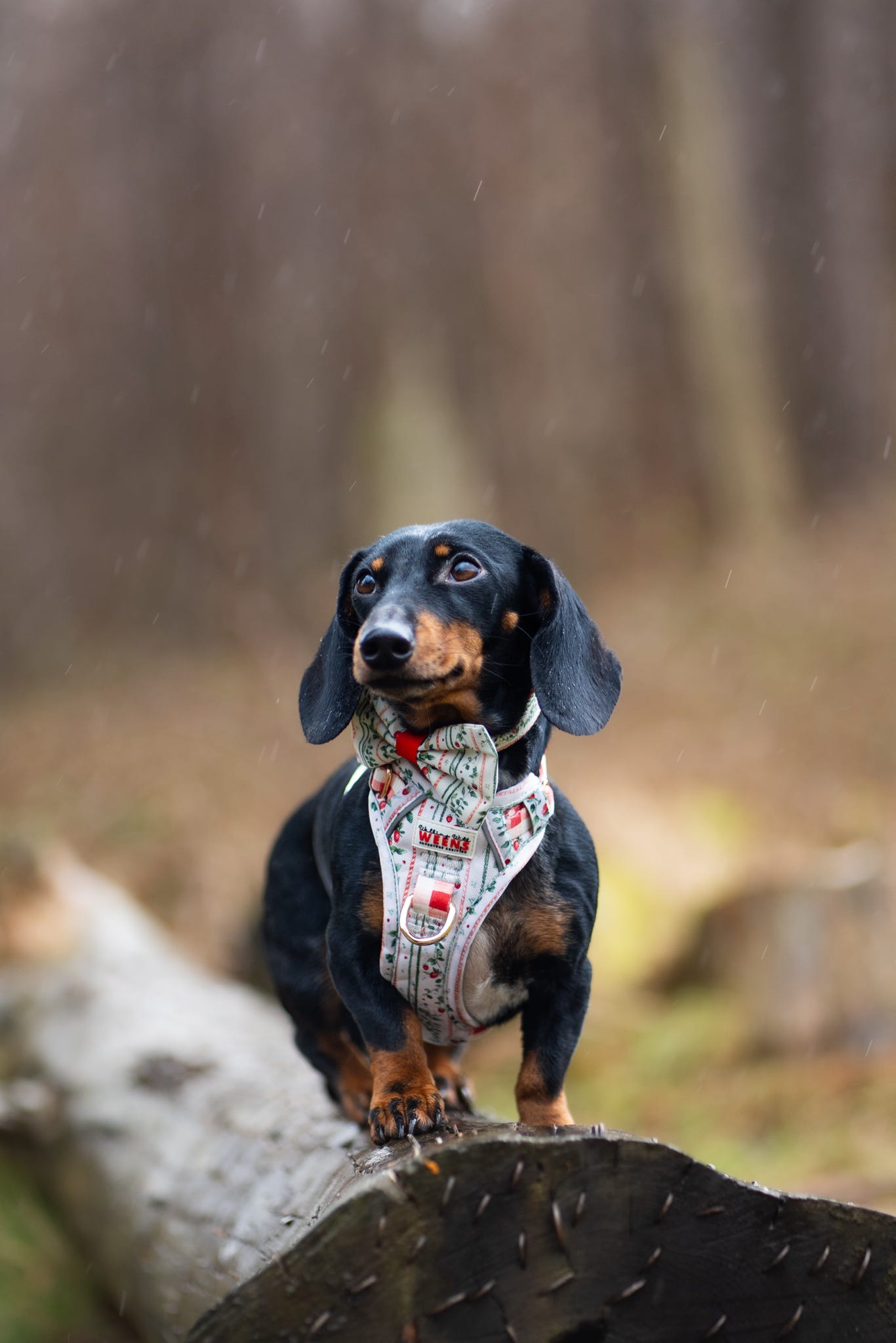 Berries and Bloom - Adventure Addition (See description)