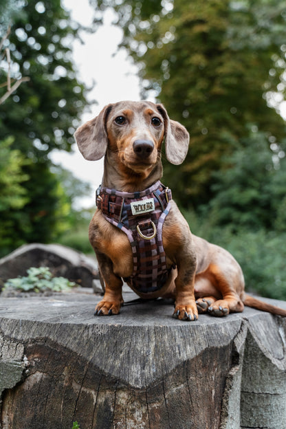 SECONDS - Paddington Plaid - Adventure Addition