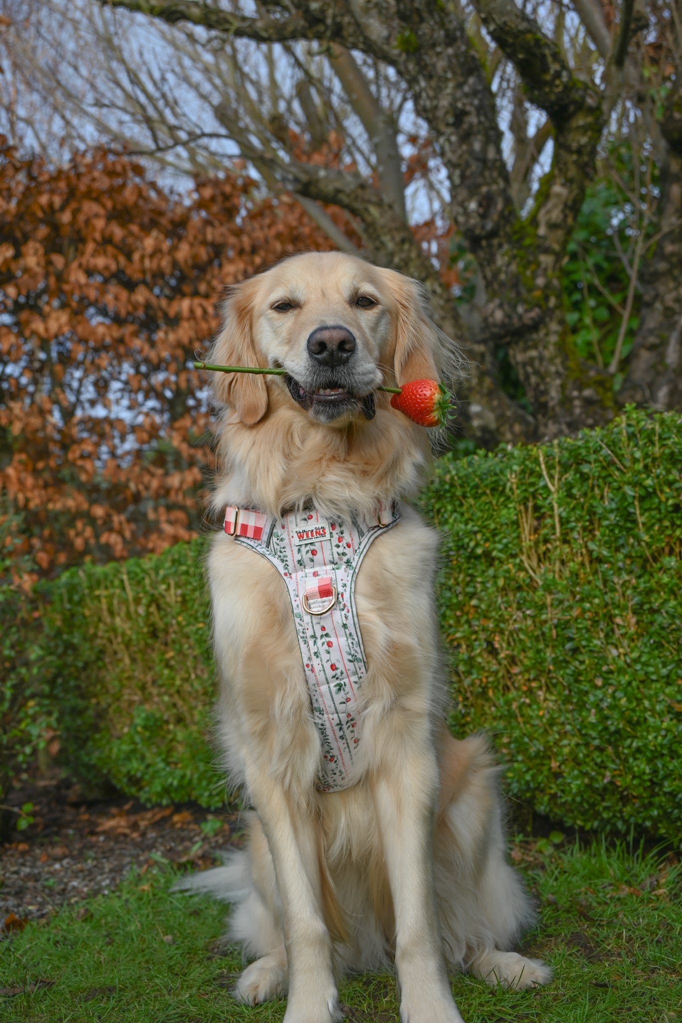 Berries and Bloom - Adventure Addition (See description)