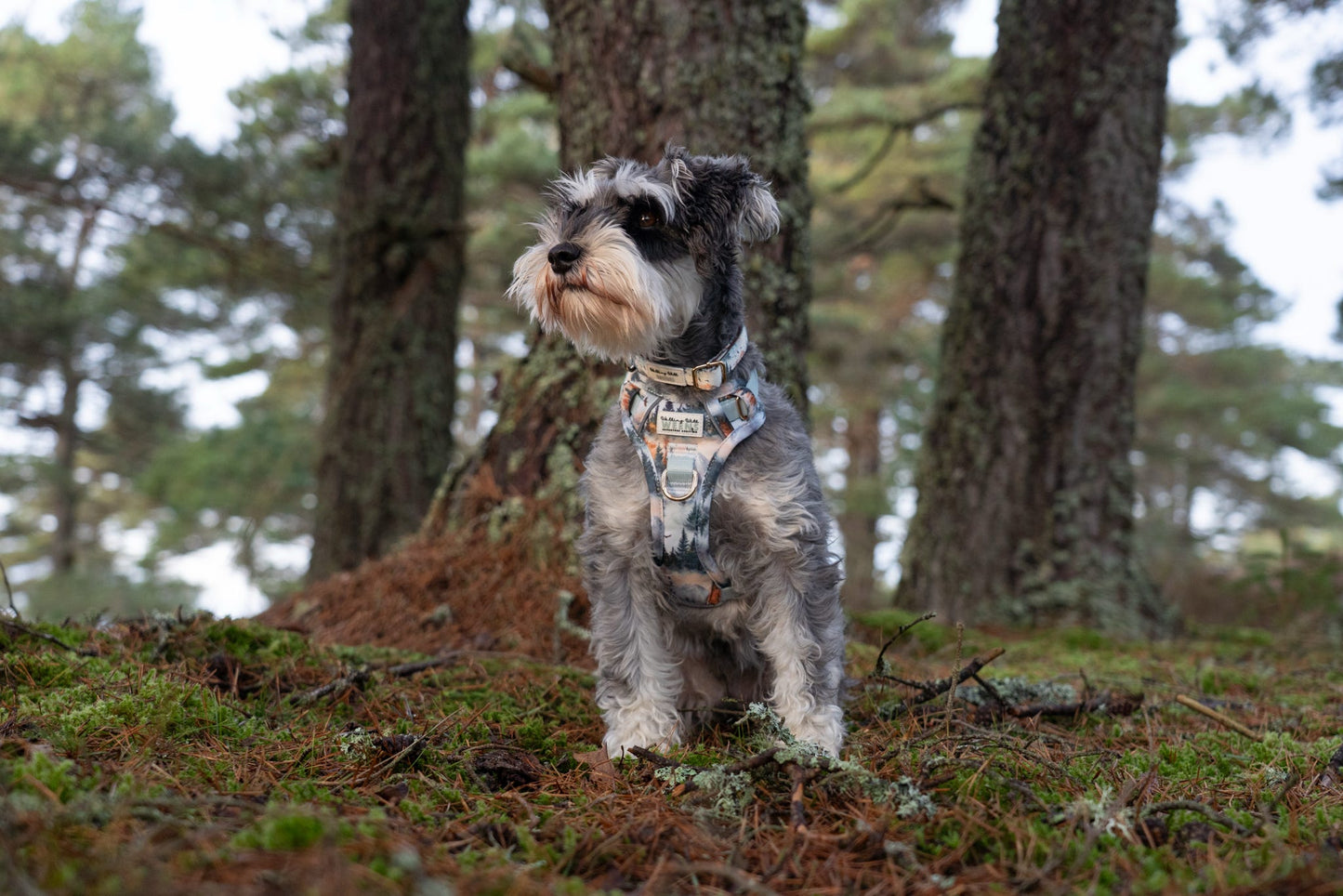 Pinewood Peaks - Adventure Addition