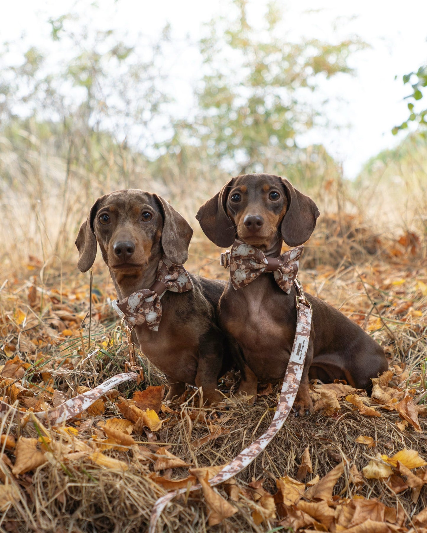 Autumn Acres - Bow Tie