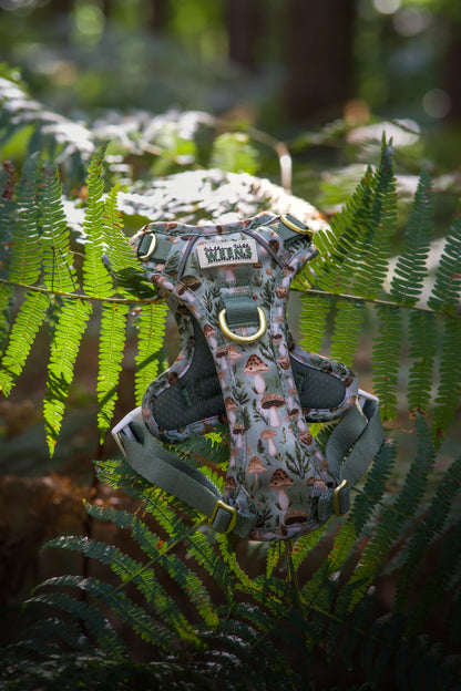Fern Forest - Adventure Addition