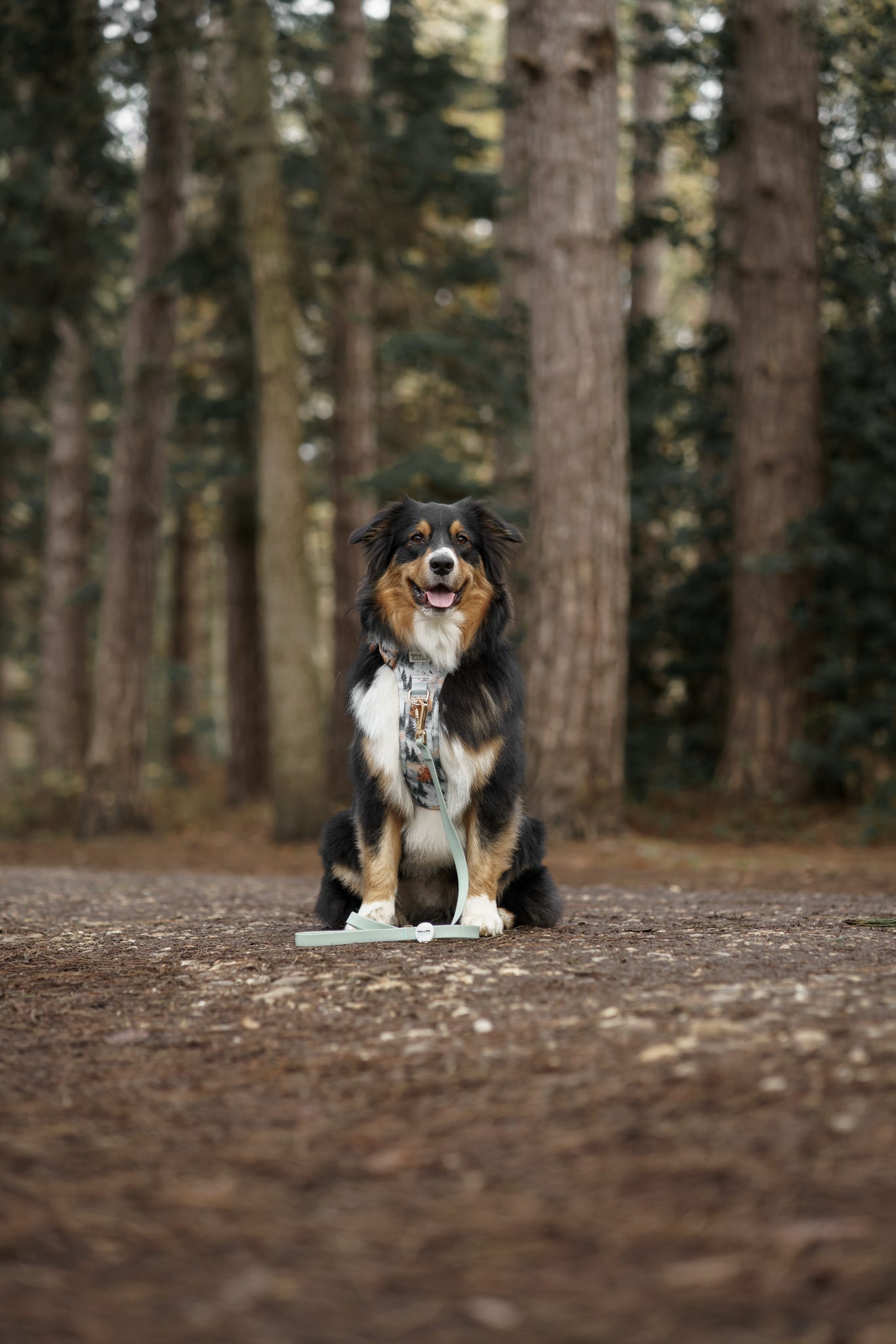 Pinewood Peaks - Adventure Addition