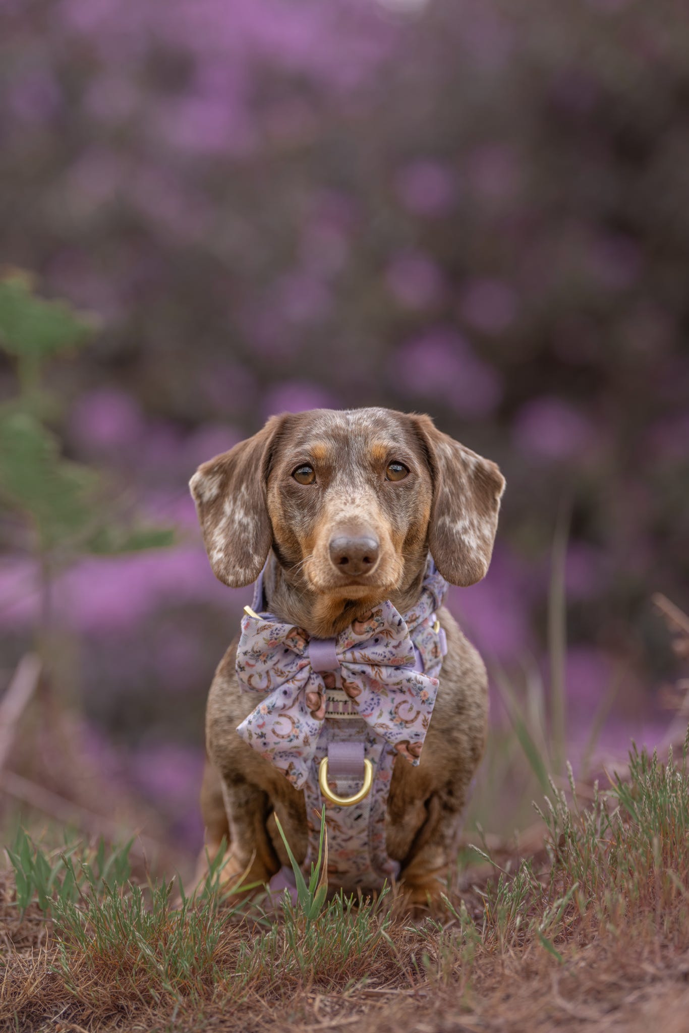 Western Wildflower - Sailor Bow