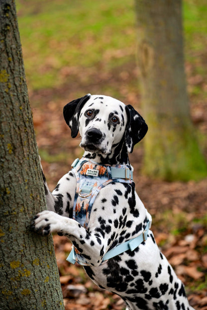 Pinewood Peaks - Adventure Addition