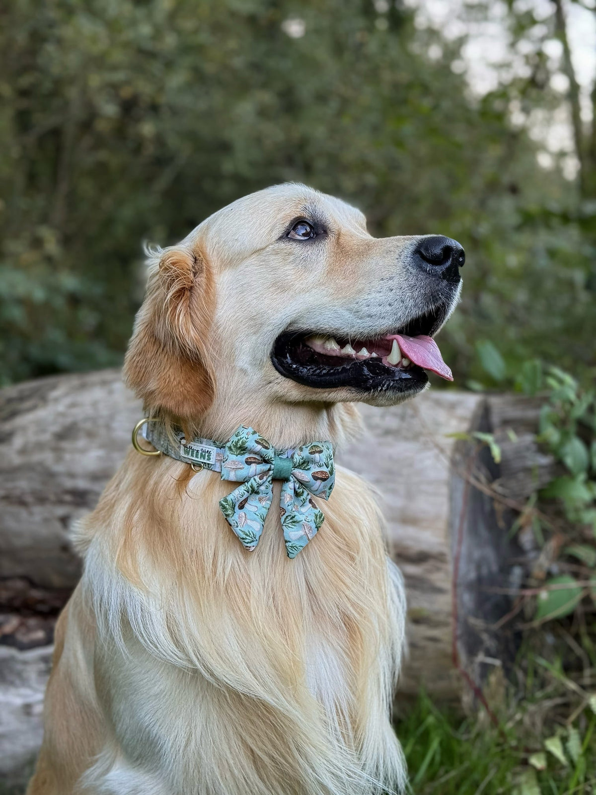 Fern Forest - Collar