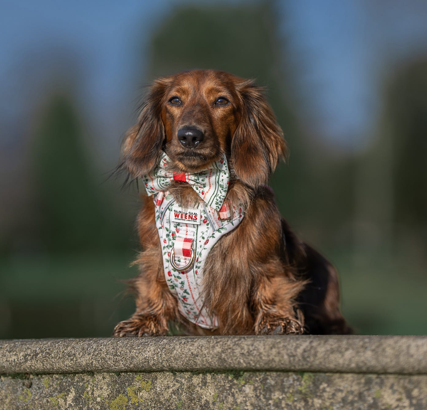 Berries and Bloom - Adventure Addition (See description)