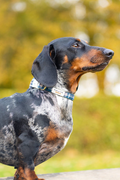 Frosted Flannel - Collar