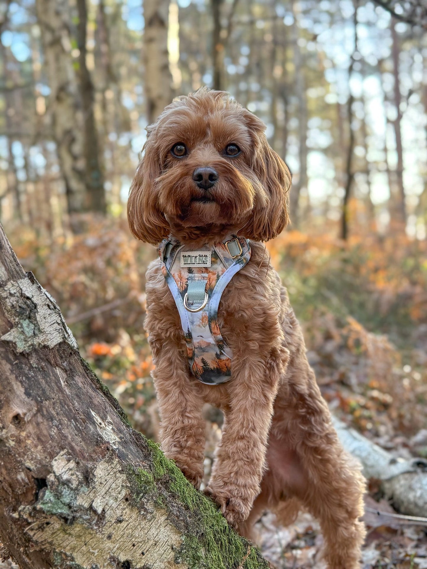 Pinewood Peaks - Adventure Addition