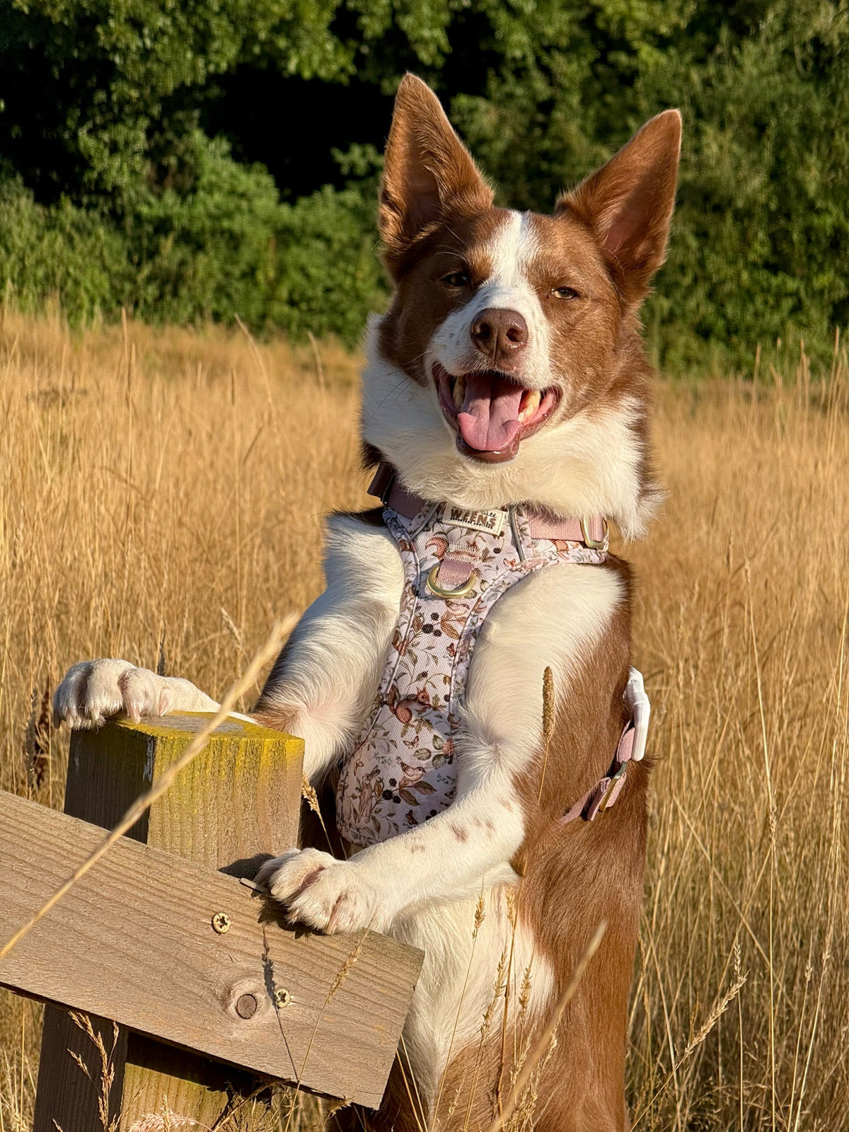 Bramble Burrows - Adventure Addition