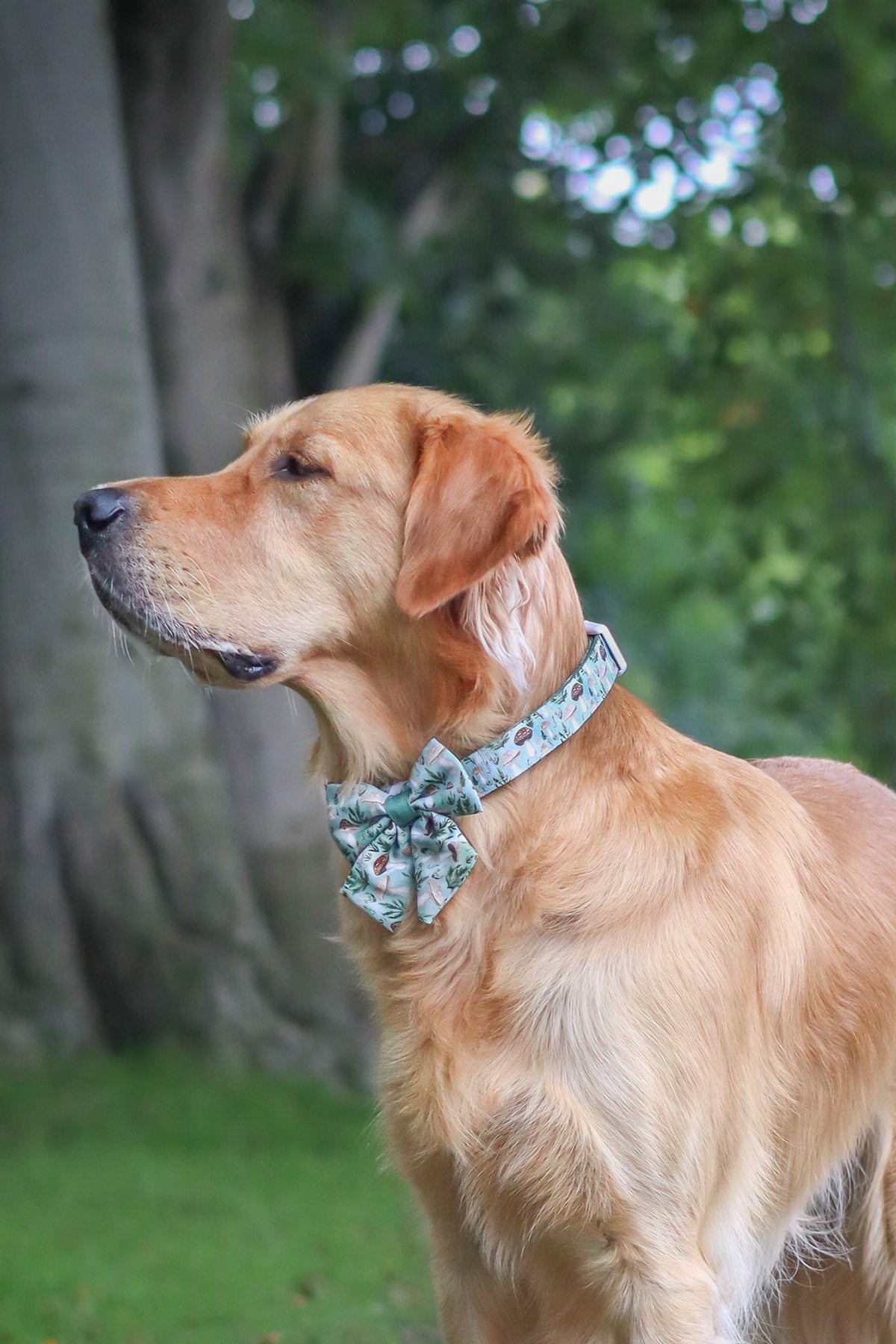 Fern Forest - Collar