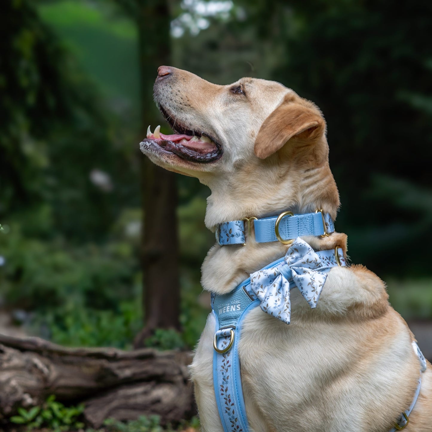 Cornflower Cottage - Martingale Collar