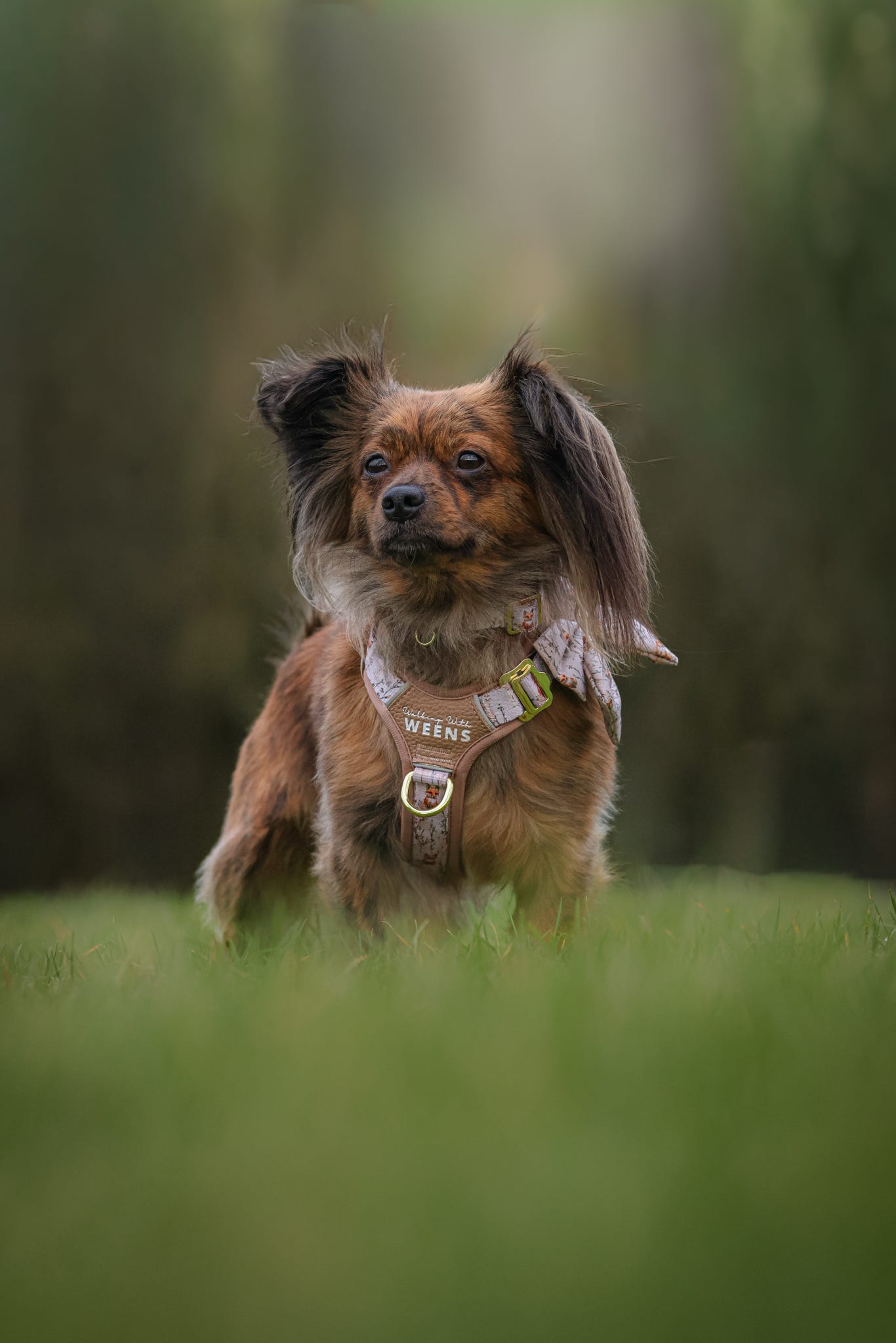 Fable Foxes - Active Addition