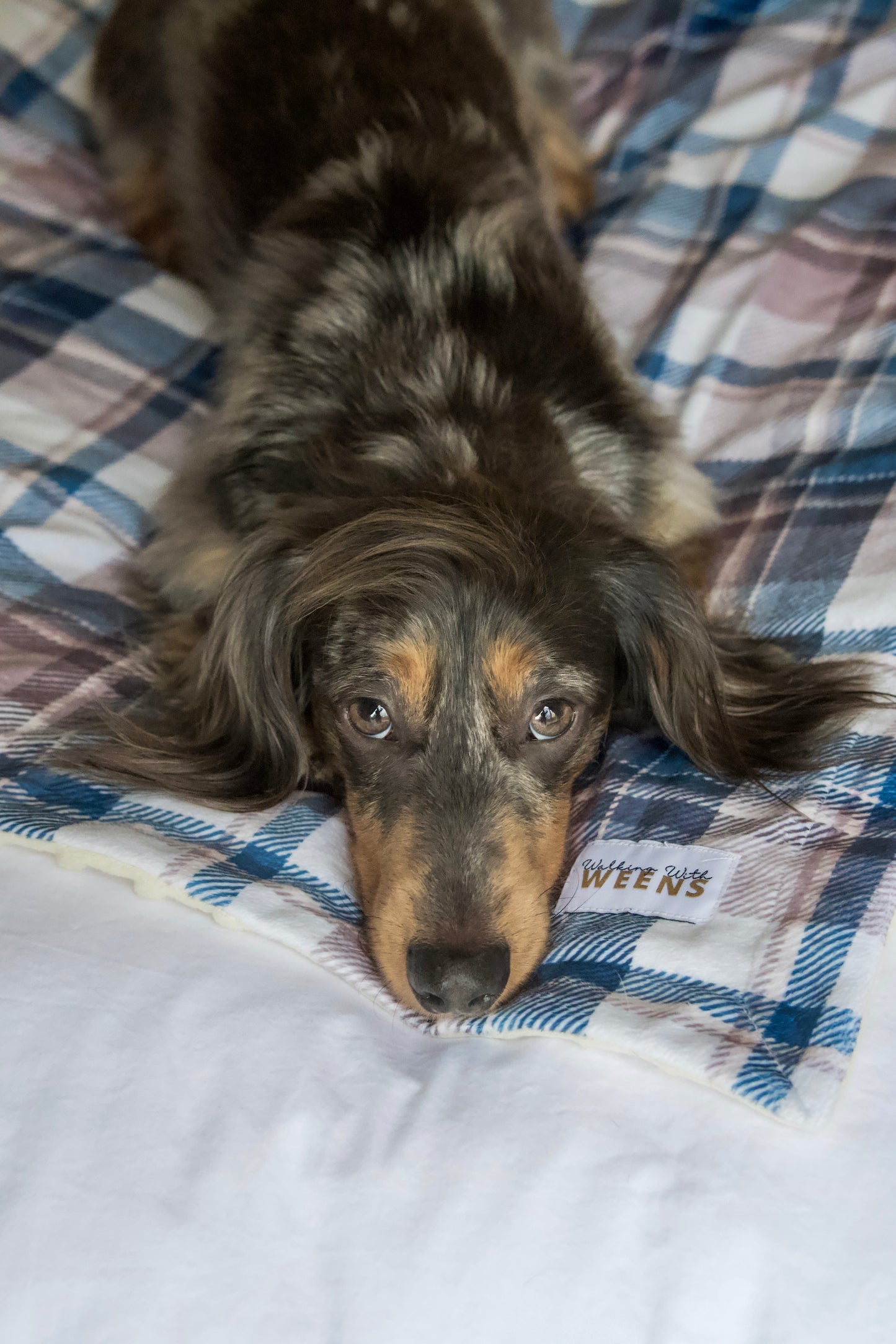 Frosted Flannel - Snuggle Sized Blanket
