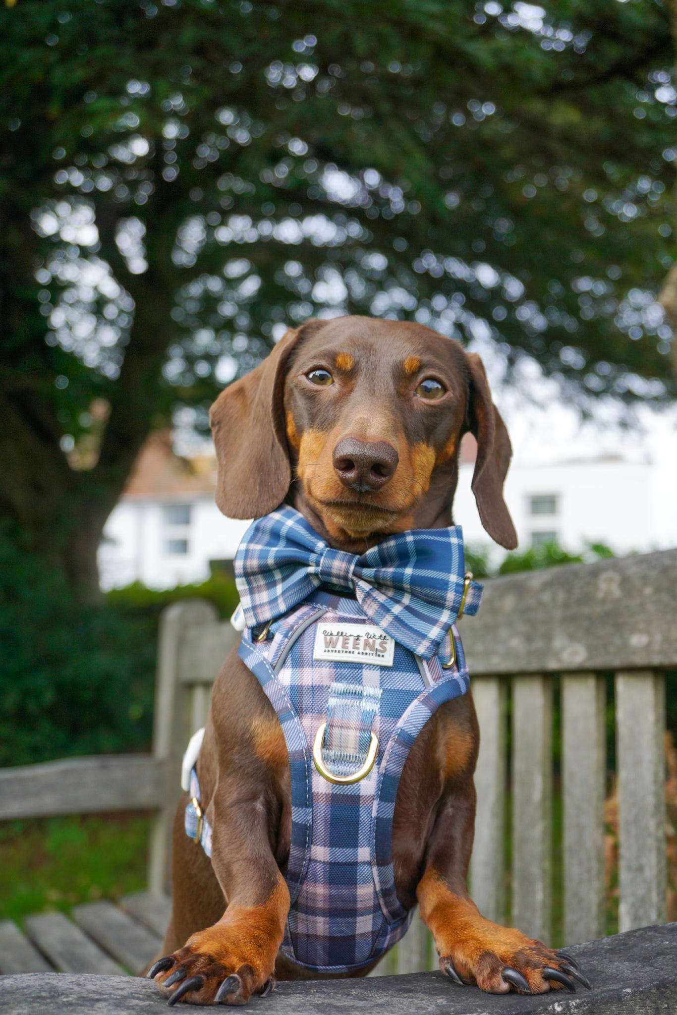 Frosted Flannel - Bow Tie