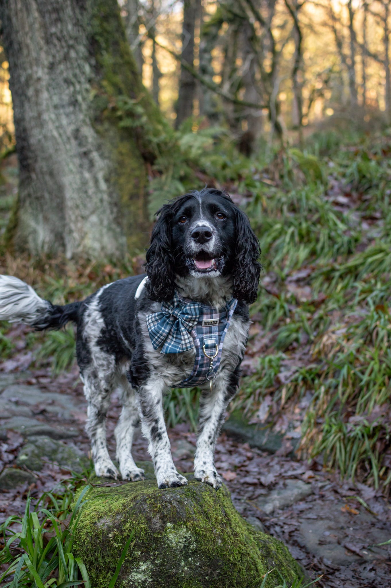 Frosted Flannel - Adventure Addition