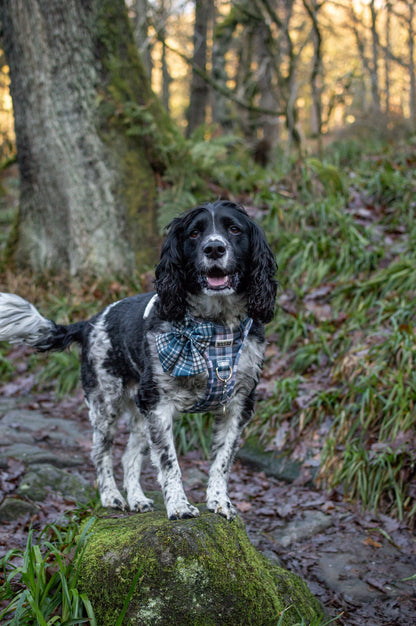 Frosted Flannel - Adventure Addition