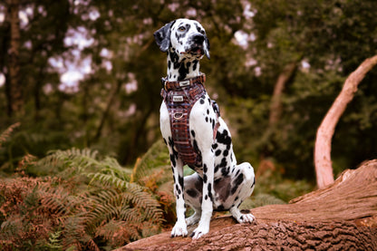 SECONDS - Paddington Plaid - Adventure Addition