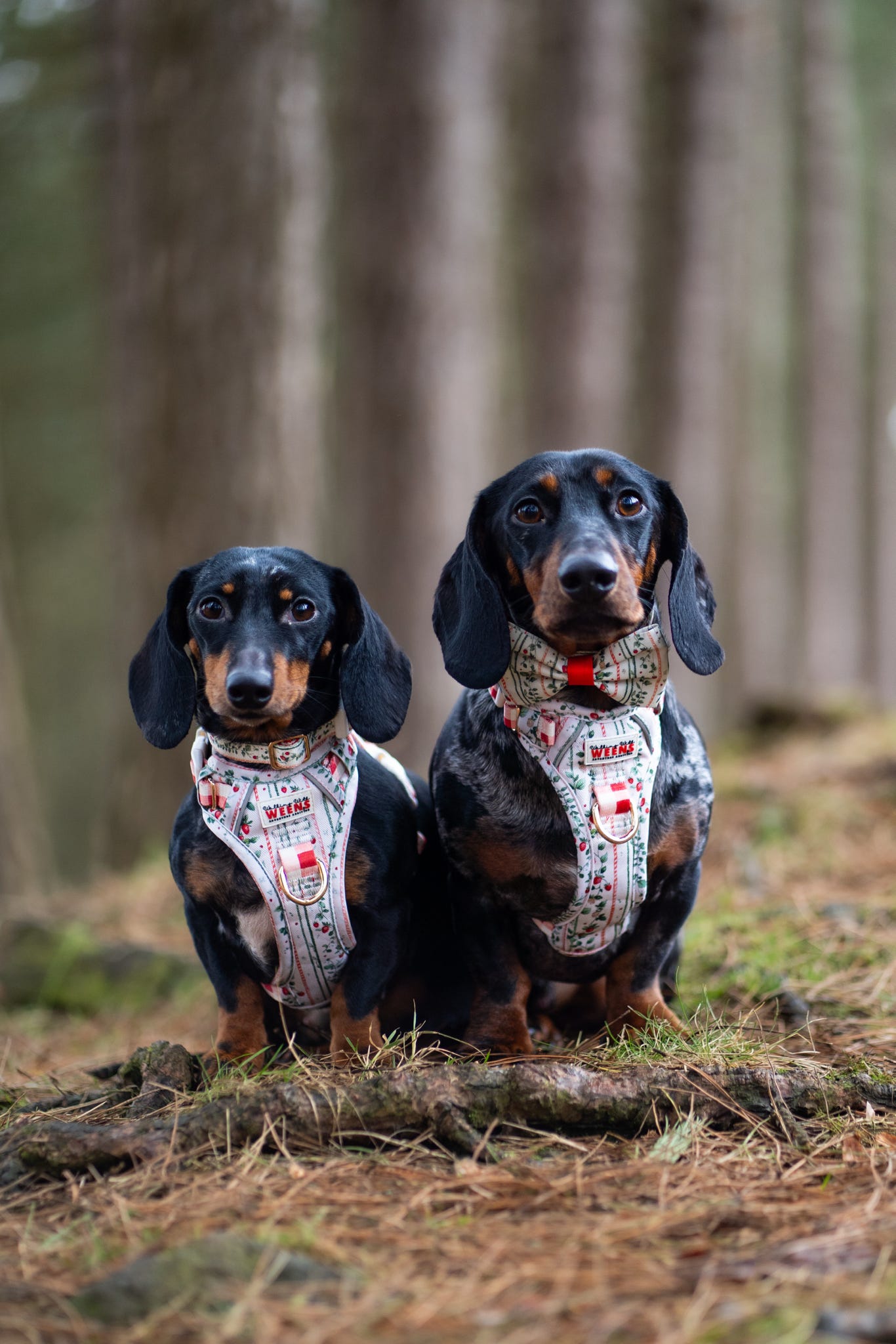 Berries and Bloom - Adventure Addition (See description)