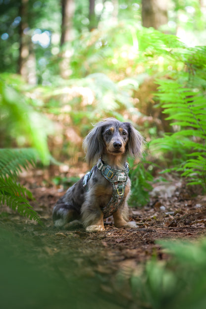 Fern Forest - Adventure Addition