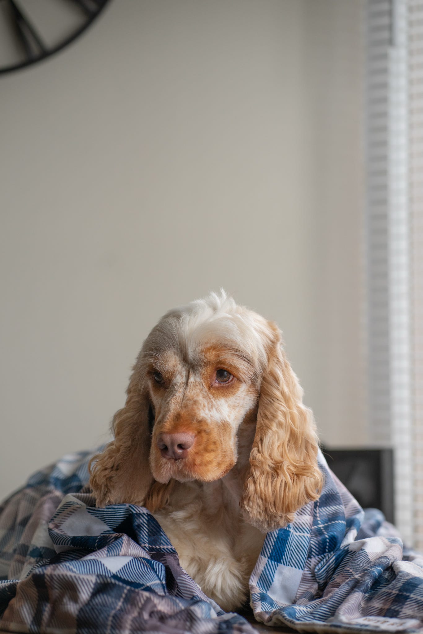 Frosted Flannel - Snuggle Sized Blanket