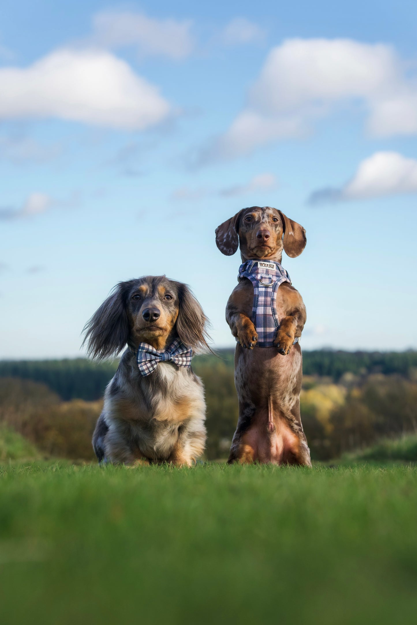 Frosted Flannel - Adventure Addition