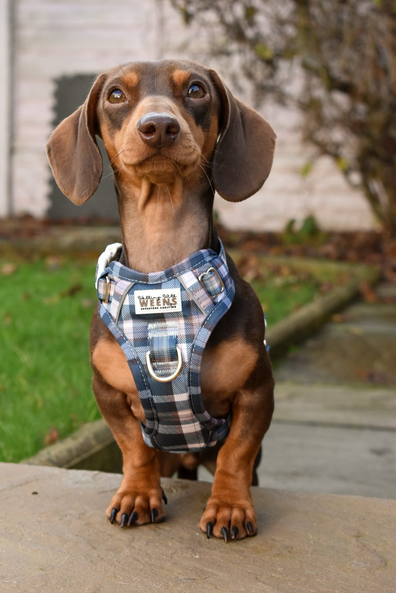 Frosted Flannel - Adventure Addition