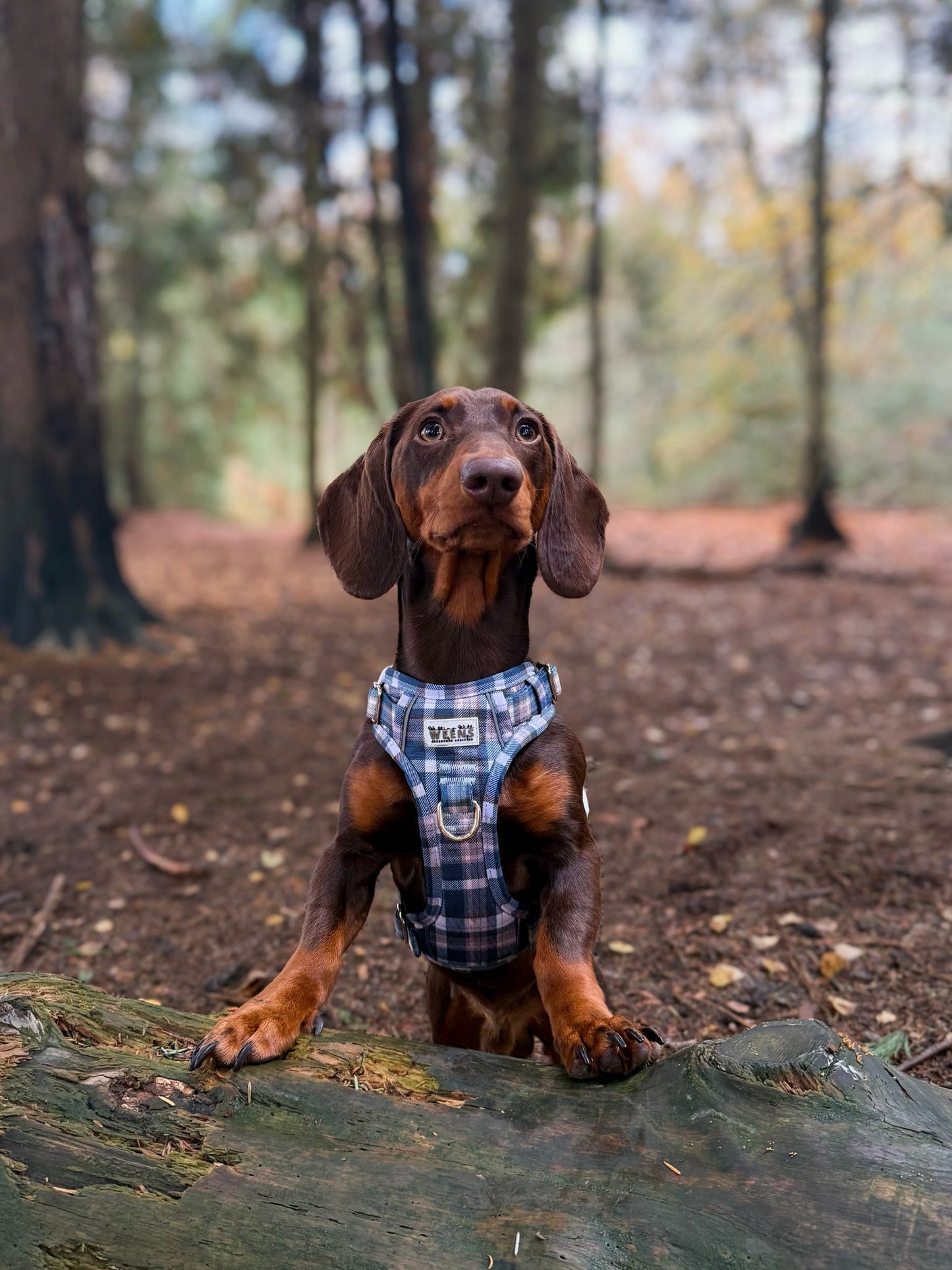 Frosted Flannel - Adventure Addition